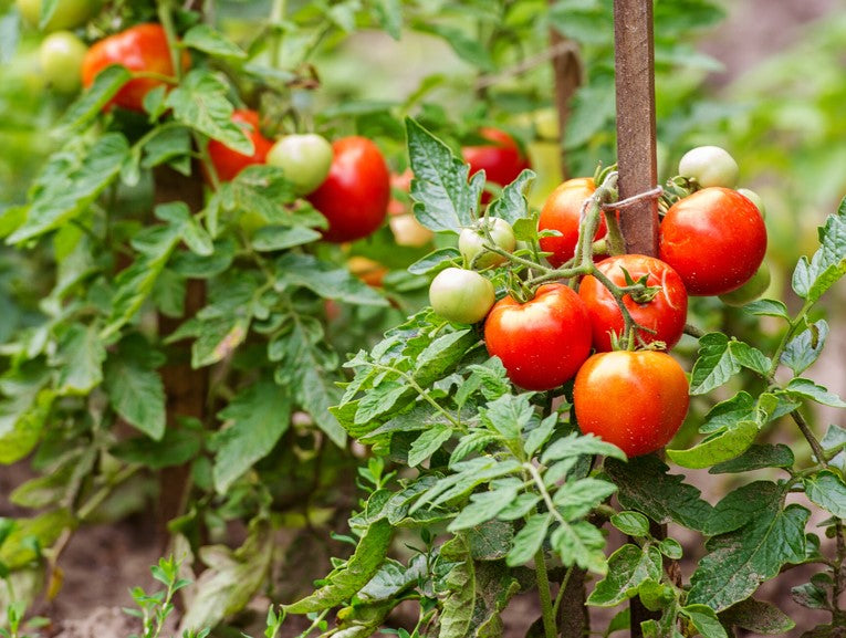 Tomate, ¿fruta o verdura?